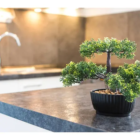 Olive Tree * ספליט
