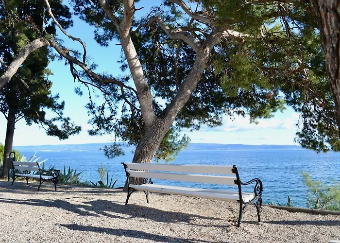 Olive Tree Split