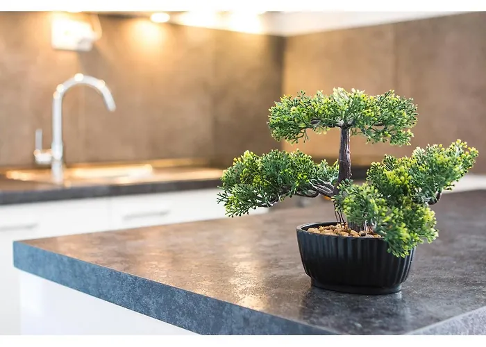 Olive Tree * Split